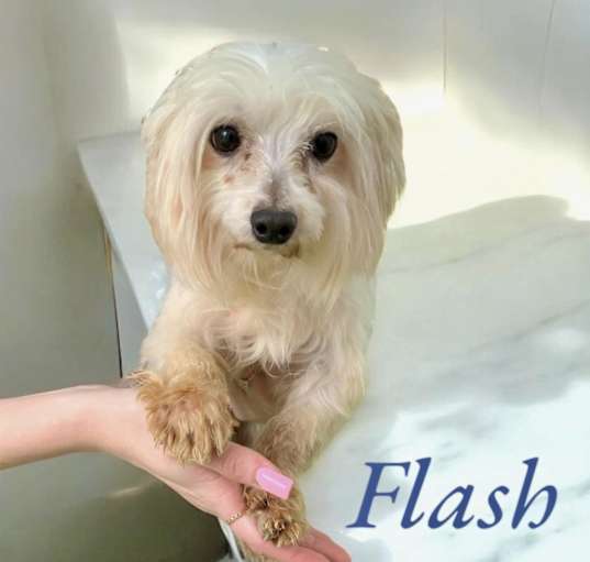 Photo of Flash