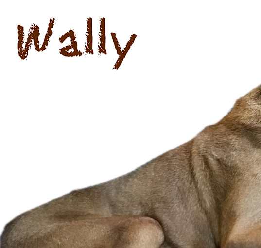 Photo of Wally - Forever Foster Needed