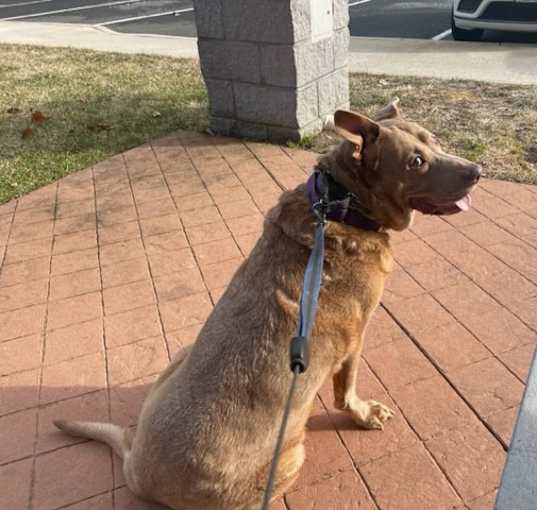 Photo of Ginger
