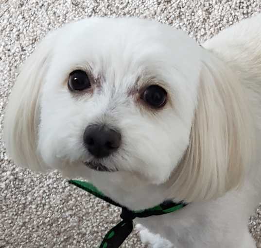 Photo of Milo