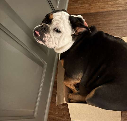 Photo of Stella