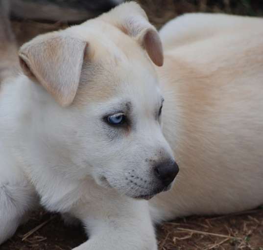 Photo of Sanji