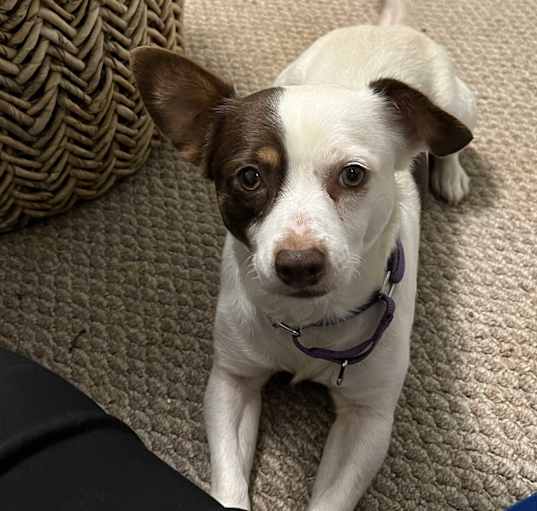 Photo of Spot