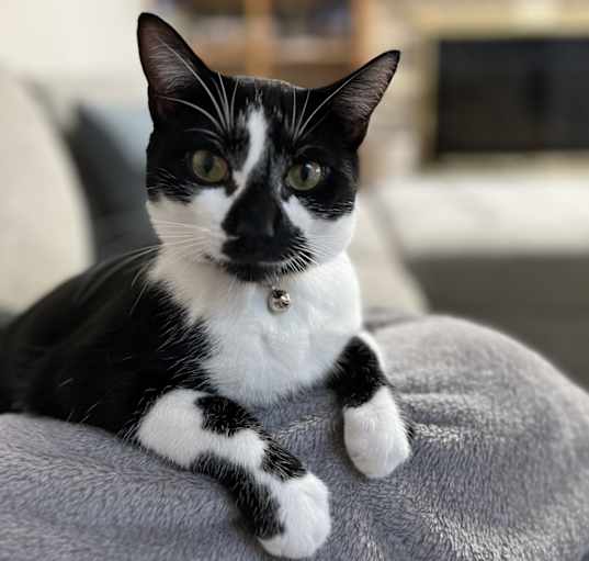 Photo of Beanz