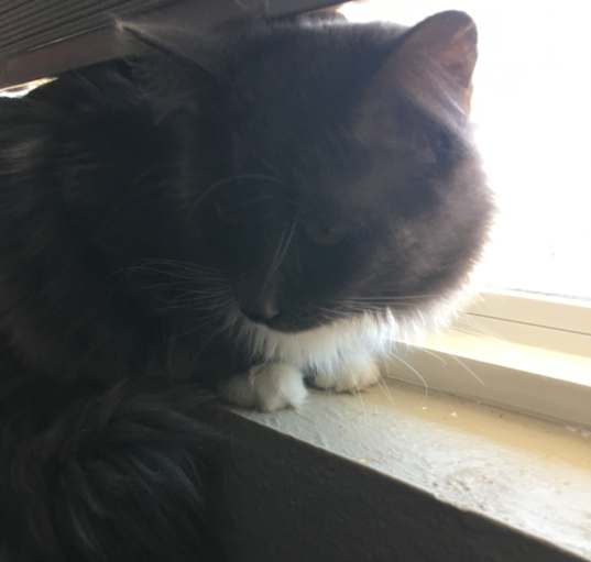 Photo of Minik