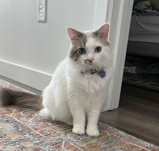 Photo of Bella