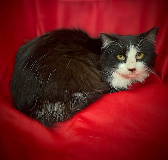 Photo of Amos