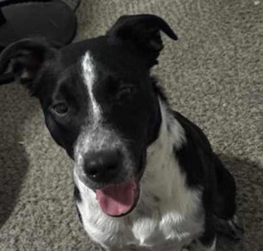 Photo of OREO