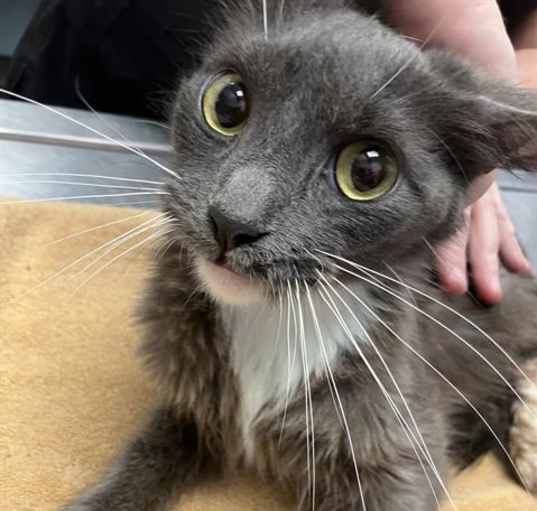 Photo of WILLOW