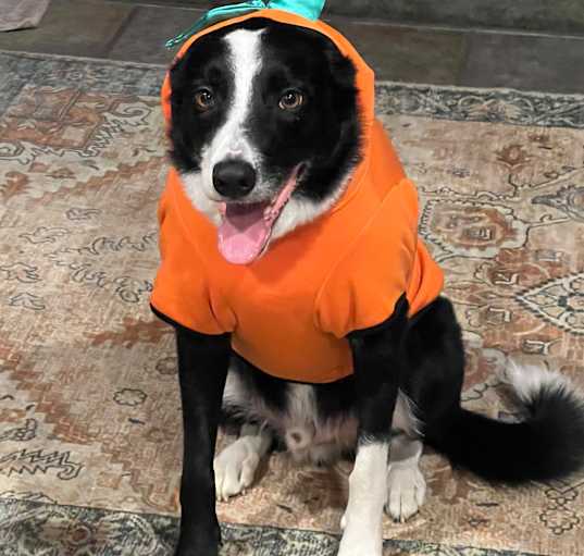 Photo of Dexter