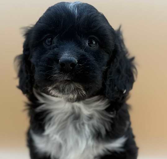 Photo of LUCKY