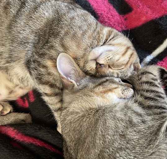 Photo of Bean & Bubba