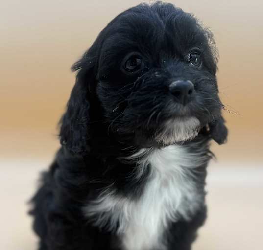 Photo of MACY