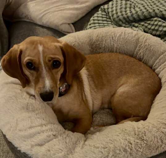 Photo of Penny
