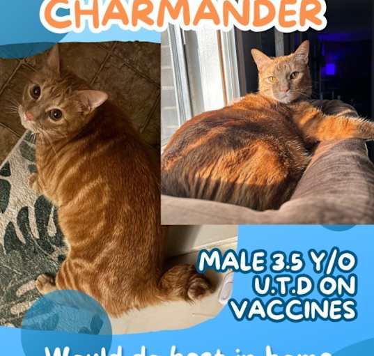 Photo of Charmander
