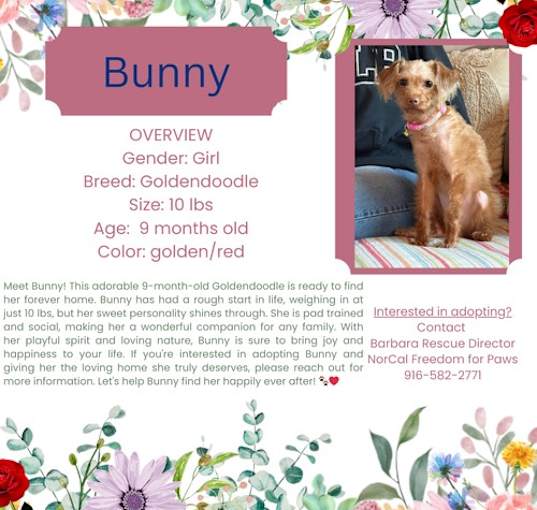 Photo of Bunny