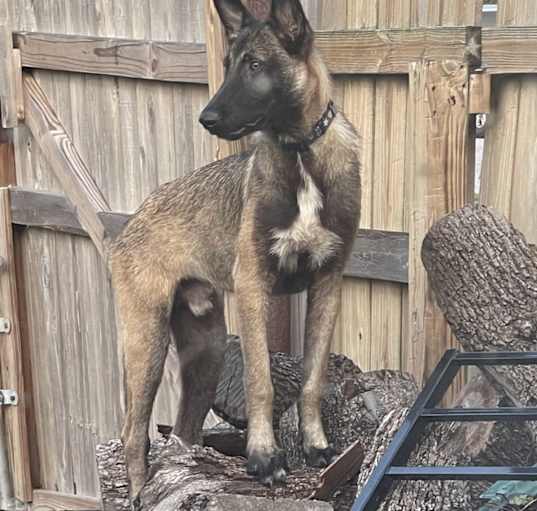 Photo of Rocky