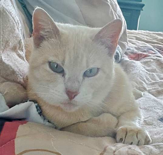 Photo of Butters