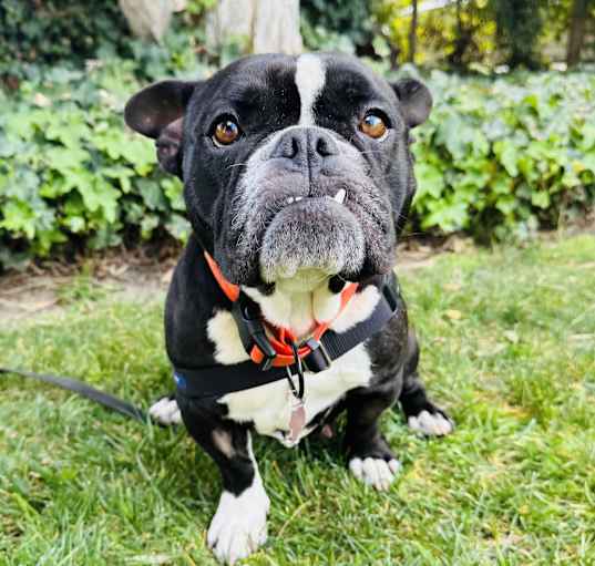 Photo of Punky
