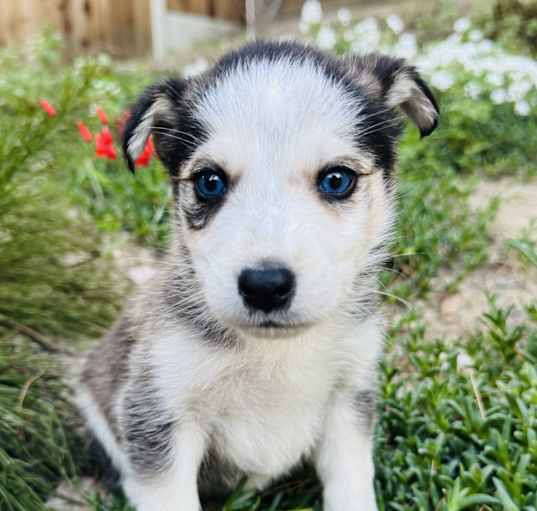 Photo of Sugar