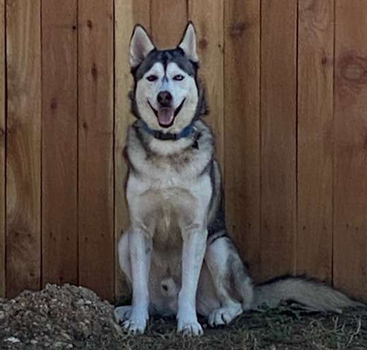 Photo of Cerberus