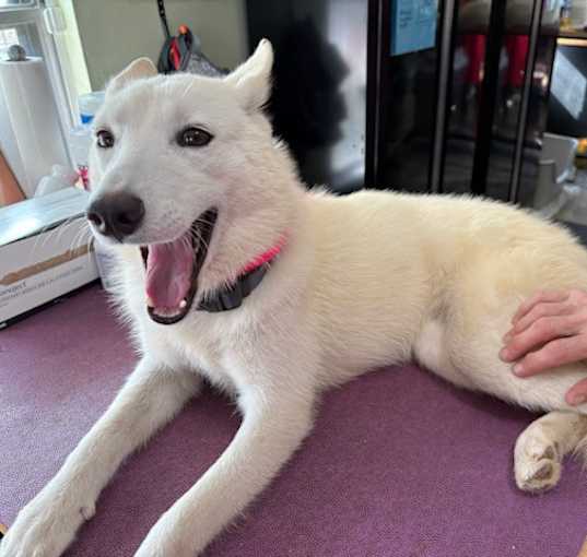 Photo of Riley