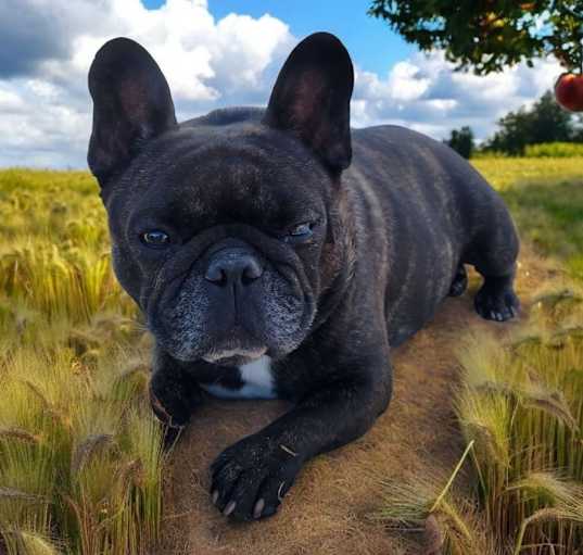 Photo of Humphrey