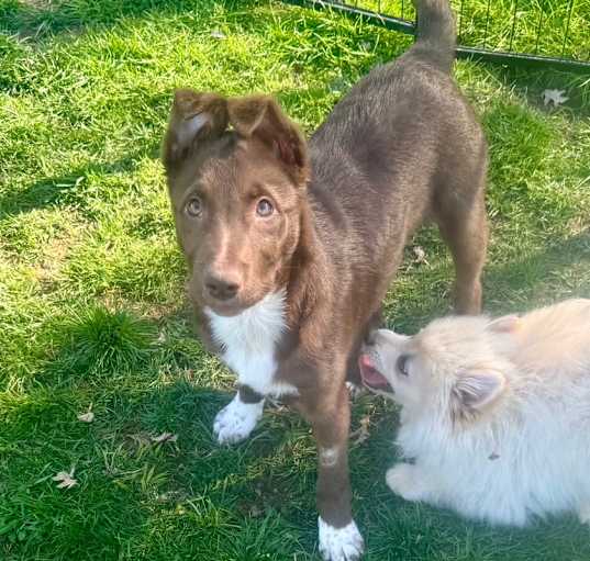 Photo of Koca