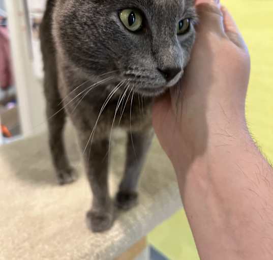 Photo of Winston