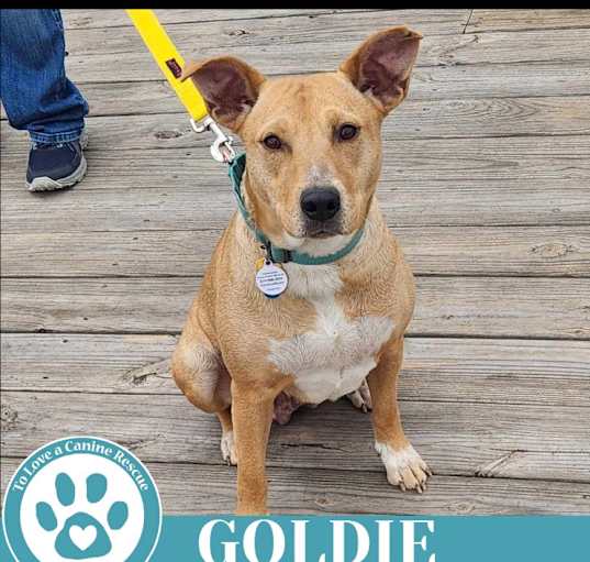 Photo of Goldie 030825