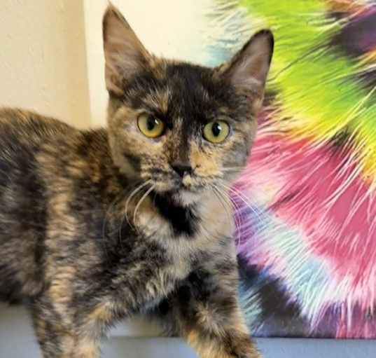 Photo of Kitty3