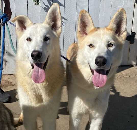 Photo of Cody & Comet