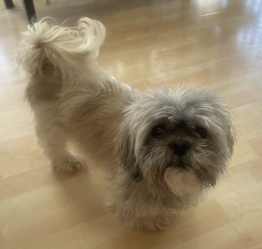 Photo of Teddy