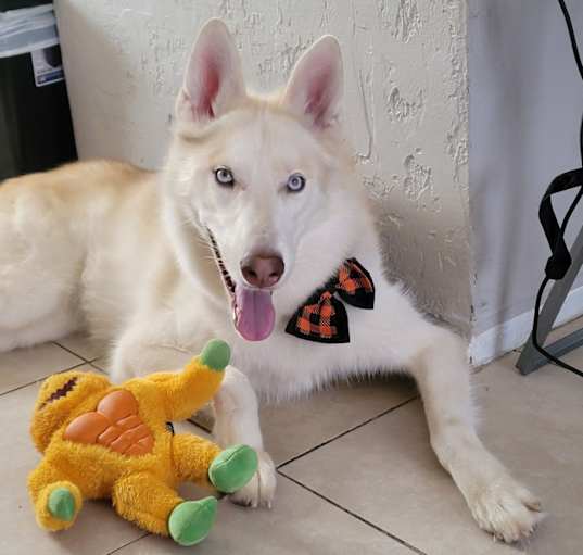 Photo of Luna
