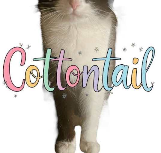 Photo of Cottontail
