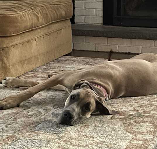 Photo of Delilah