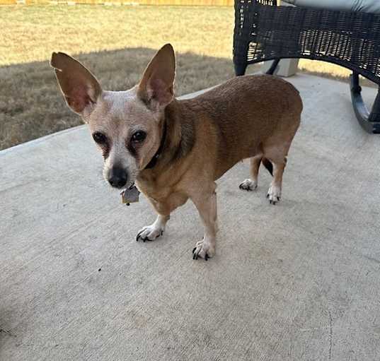 Photo of Riley (Texas Only)