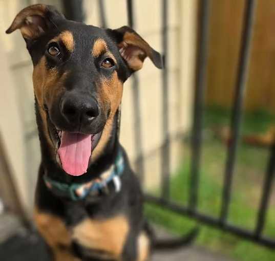 Photo of Koda