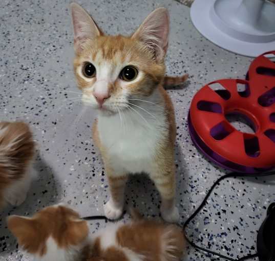 Photo of Miso (aka Cactus)