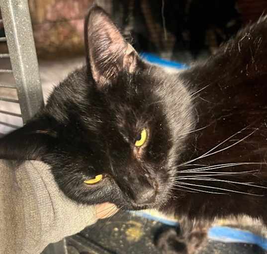 Photo of Gizmo