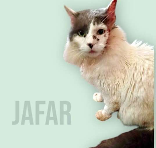 Photo of Jafar