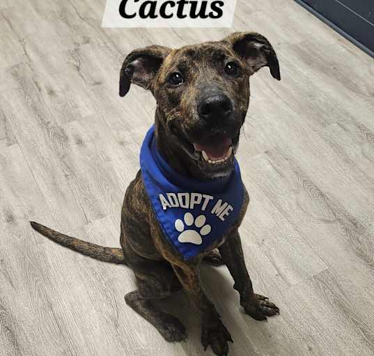 Photo of Cactus