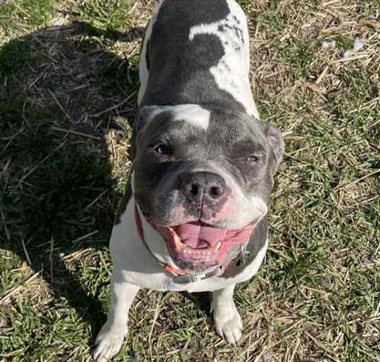 Photo of Yu Litter MiAmor (Mom)