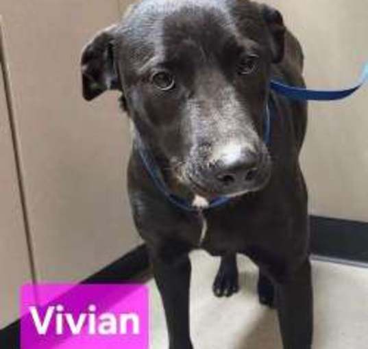 Photo of Vivian