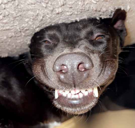 Photo of Jar Jar Binks