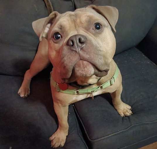 Photo of Koopa