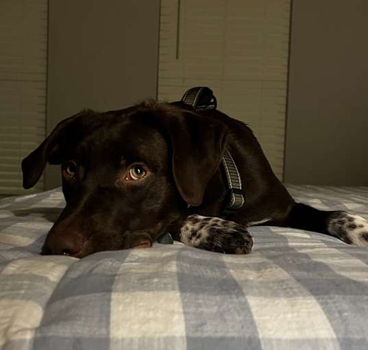 Photo of Hudson