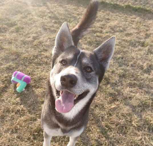 Photo of DUALLY