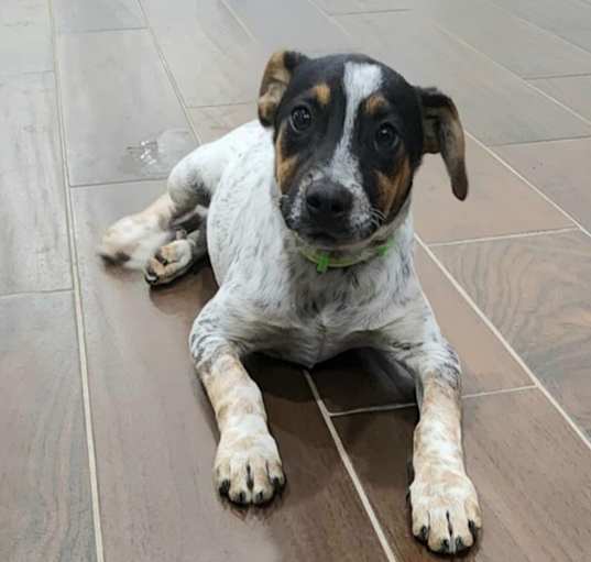 Photo of Milo