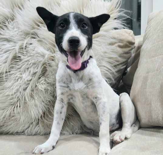 Photo of Millie